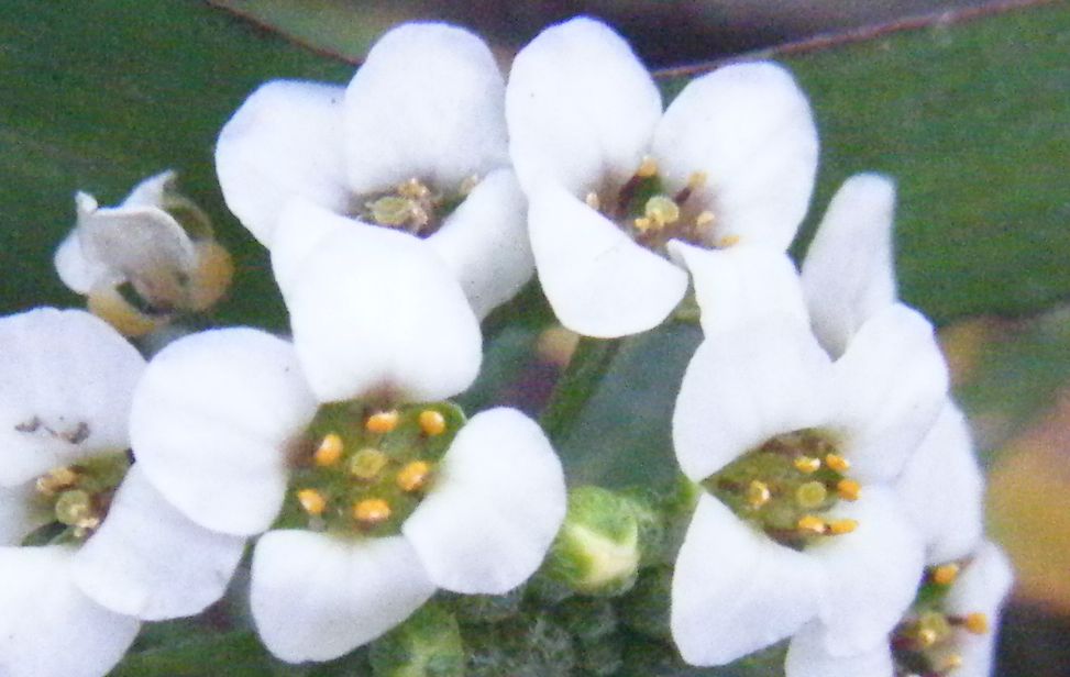 Palla di fiori - Lobularia maritima